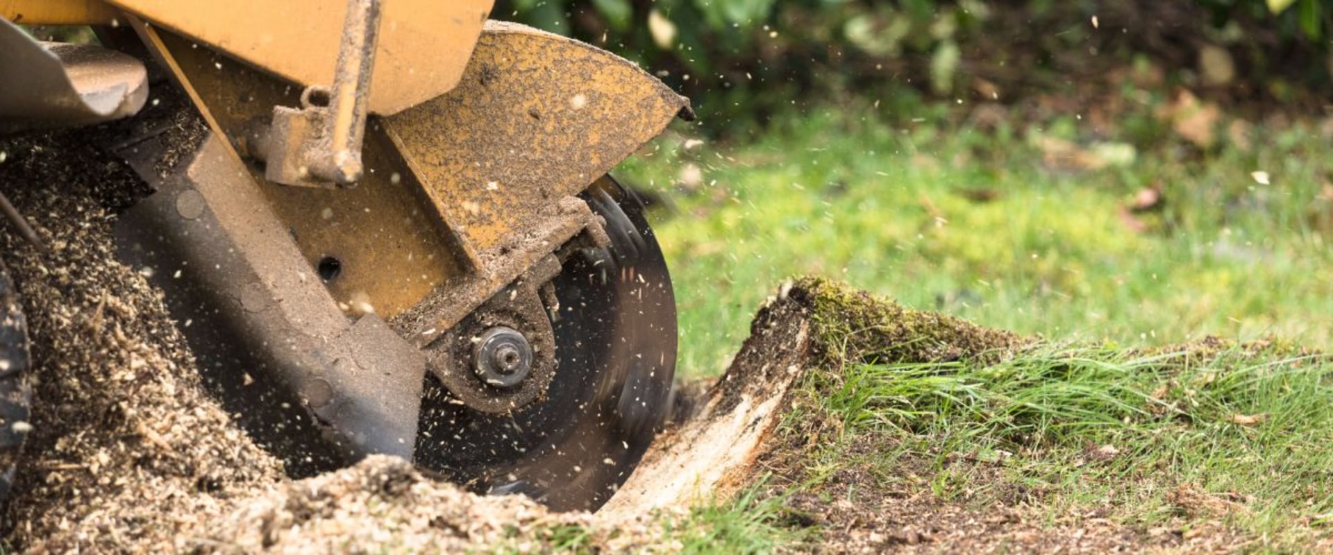 Preventing New Tree Growth in Louisville: The Importance of Stump Removal